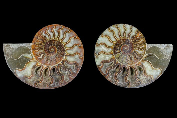 Agate Replaced Ammonite Fossil - Madagascar #166867